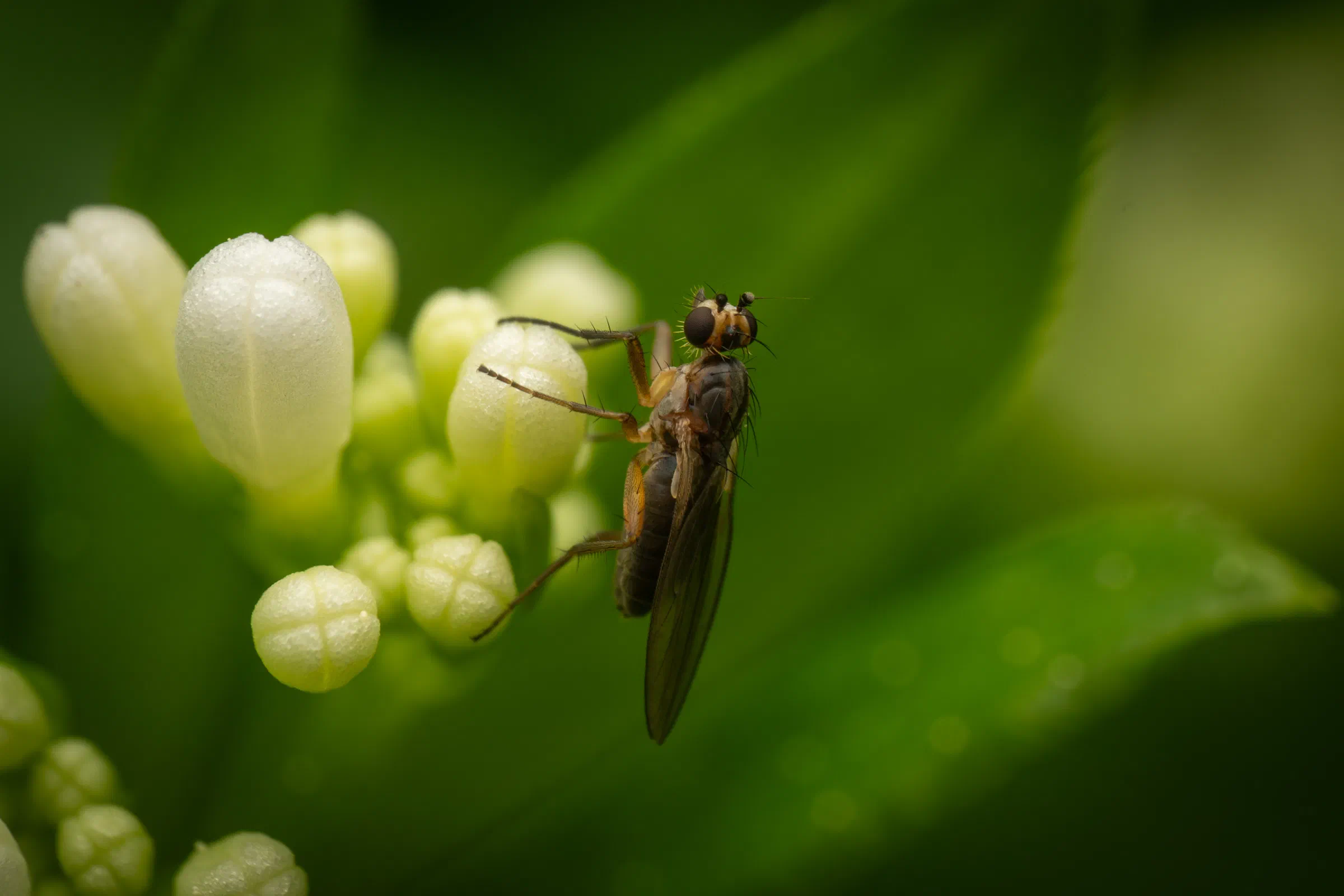 Lonchoptera