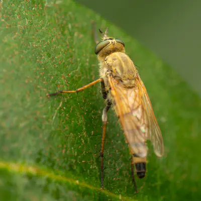 Stiletto Flies