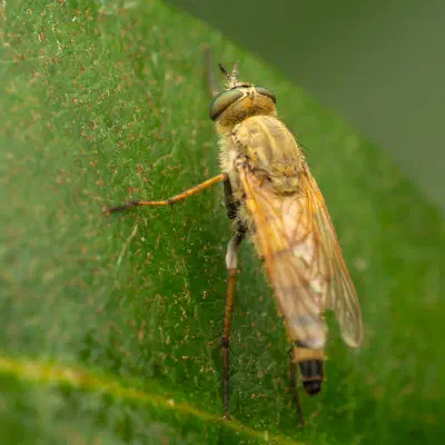 Thereva nobilitata