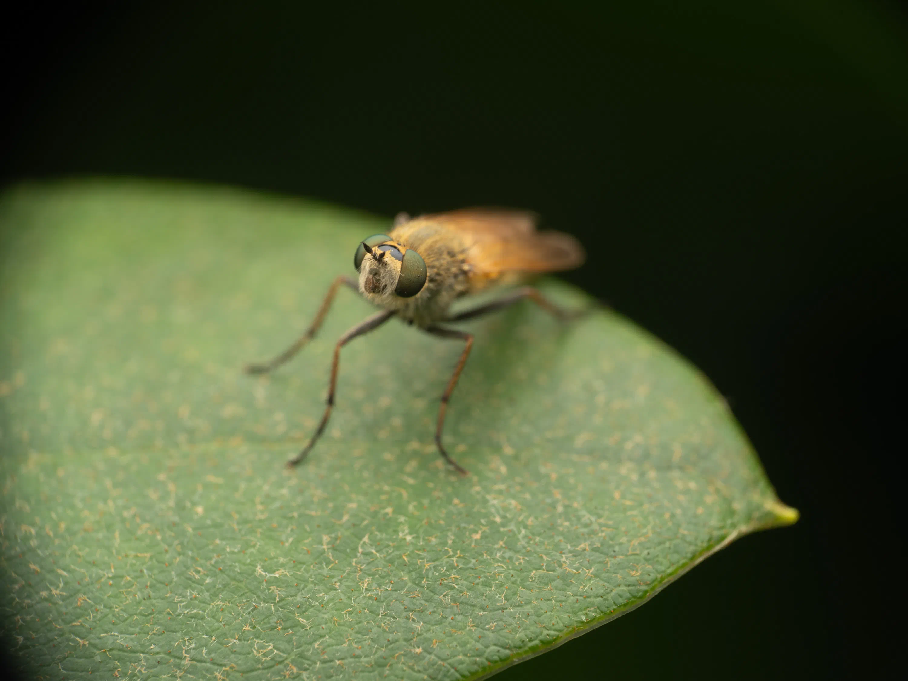 Thereva nobilitata