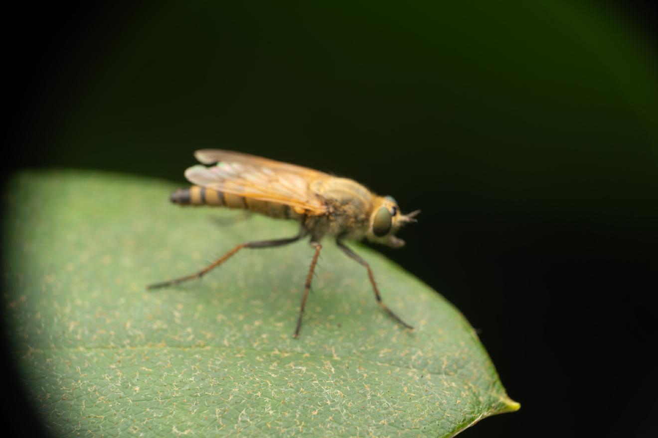 Common Stiletto – No. 3
