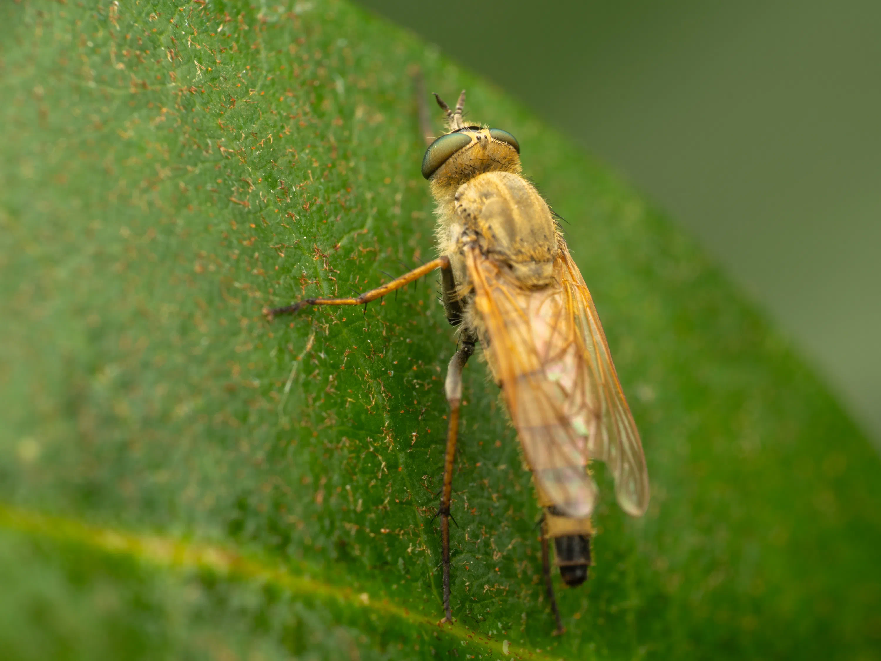 Thereva nobilitata