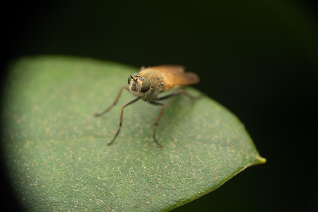 Common Stiletto – No. 5