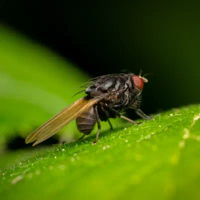 Polierfliegen