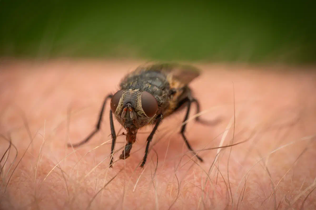 Polleniidae – No. 1