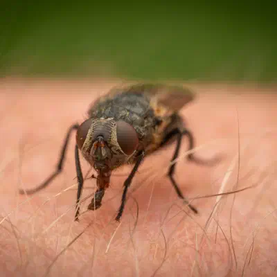 Polleniidae