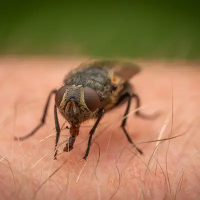 Polleniidae