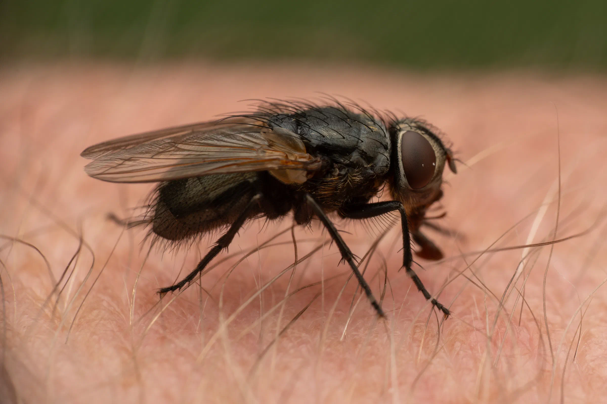 Polleniidae – No. 2