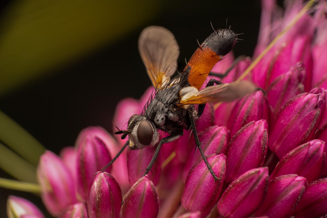 Cylindromyia brassicaria – No. 1