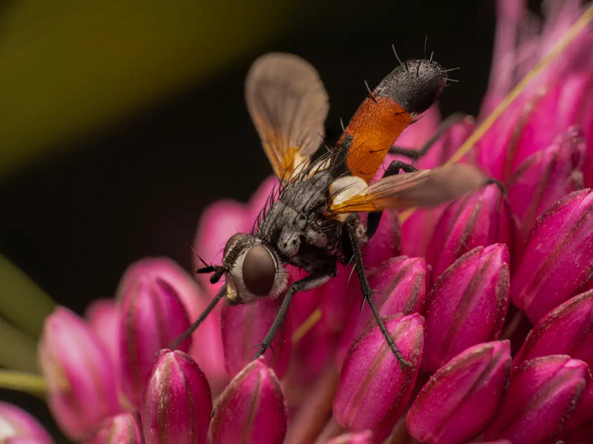 Cylindromyia brassicaria