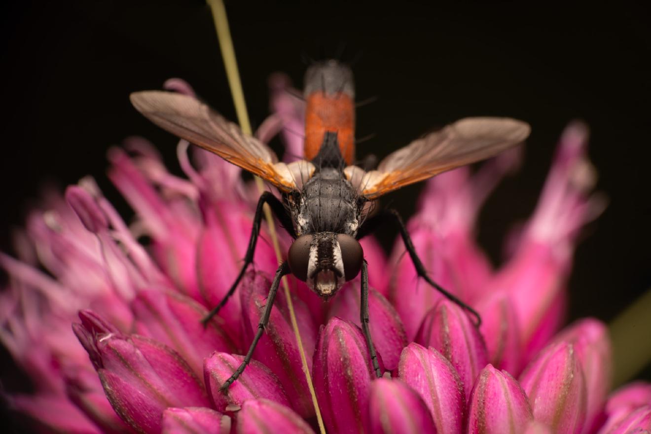 Cylindromyia brassicaria – No. 2