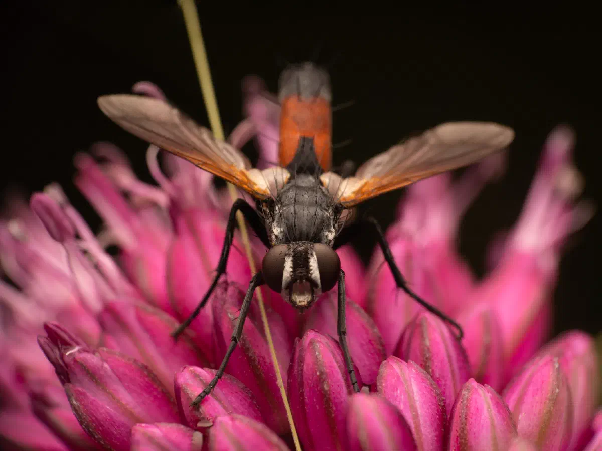 Cylindromyia brassicaria