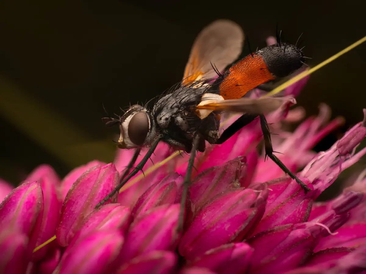 Cylindromyia brassicaria
