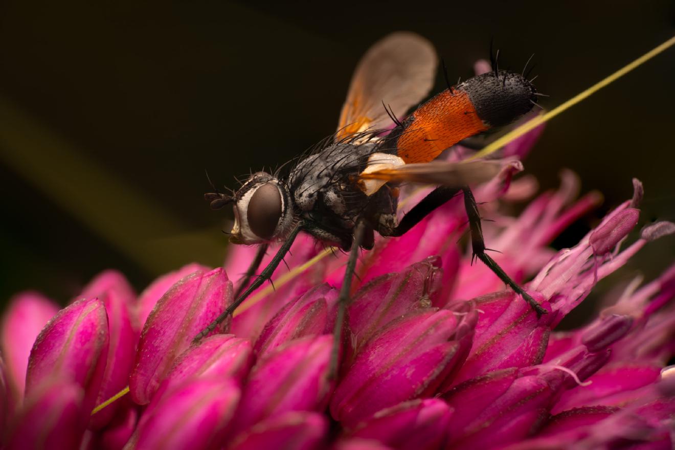 Cylindromyia brassicaria – No. 3