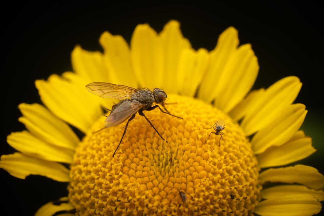 Dinera grisescens – No. 1