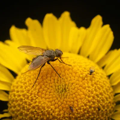 Dinera grisescens
