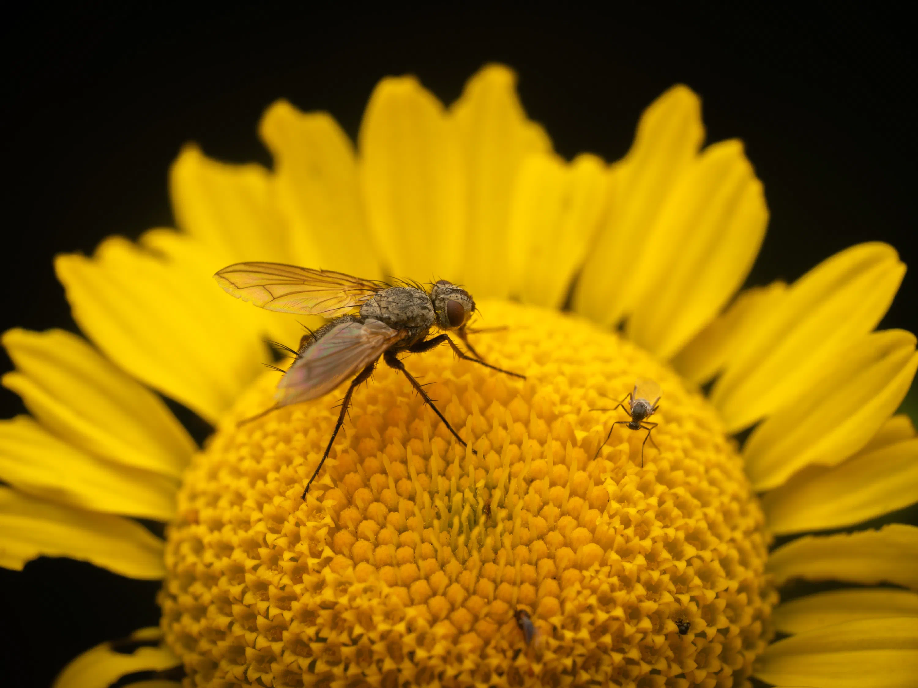 Dinera grisescens