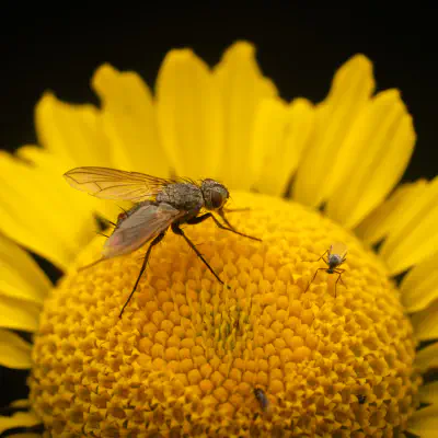 Dinera grisescens