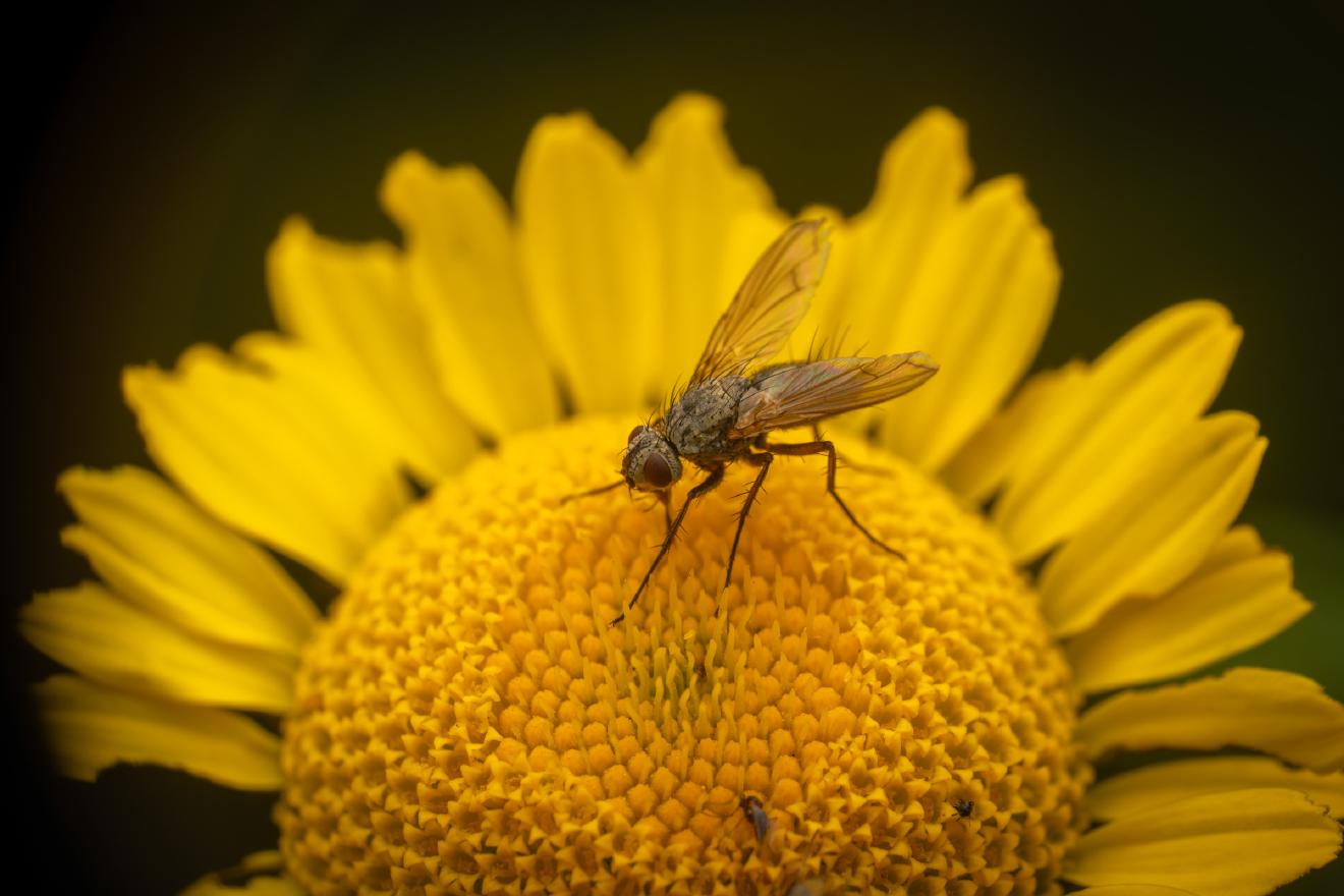 Dinera grisescens – No. 2