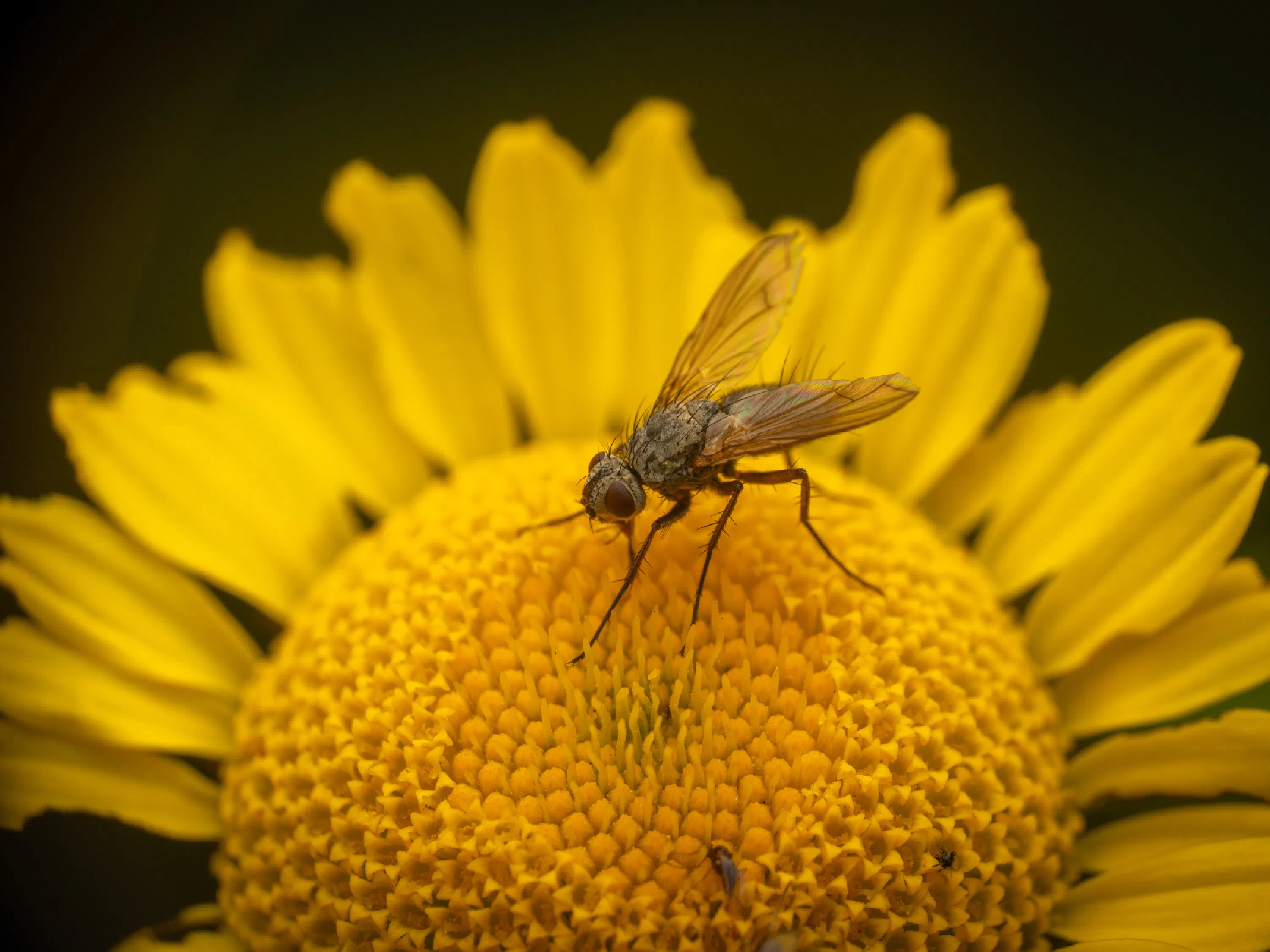 Dinera grisescens