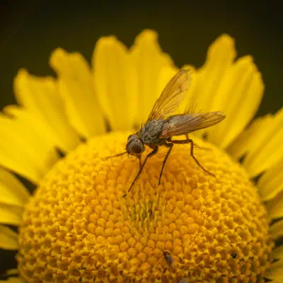 Dinera grisescens