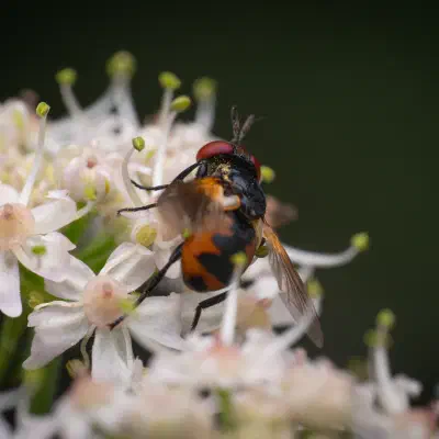 Raupenfliegen