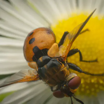 Ladybird Fly