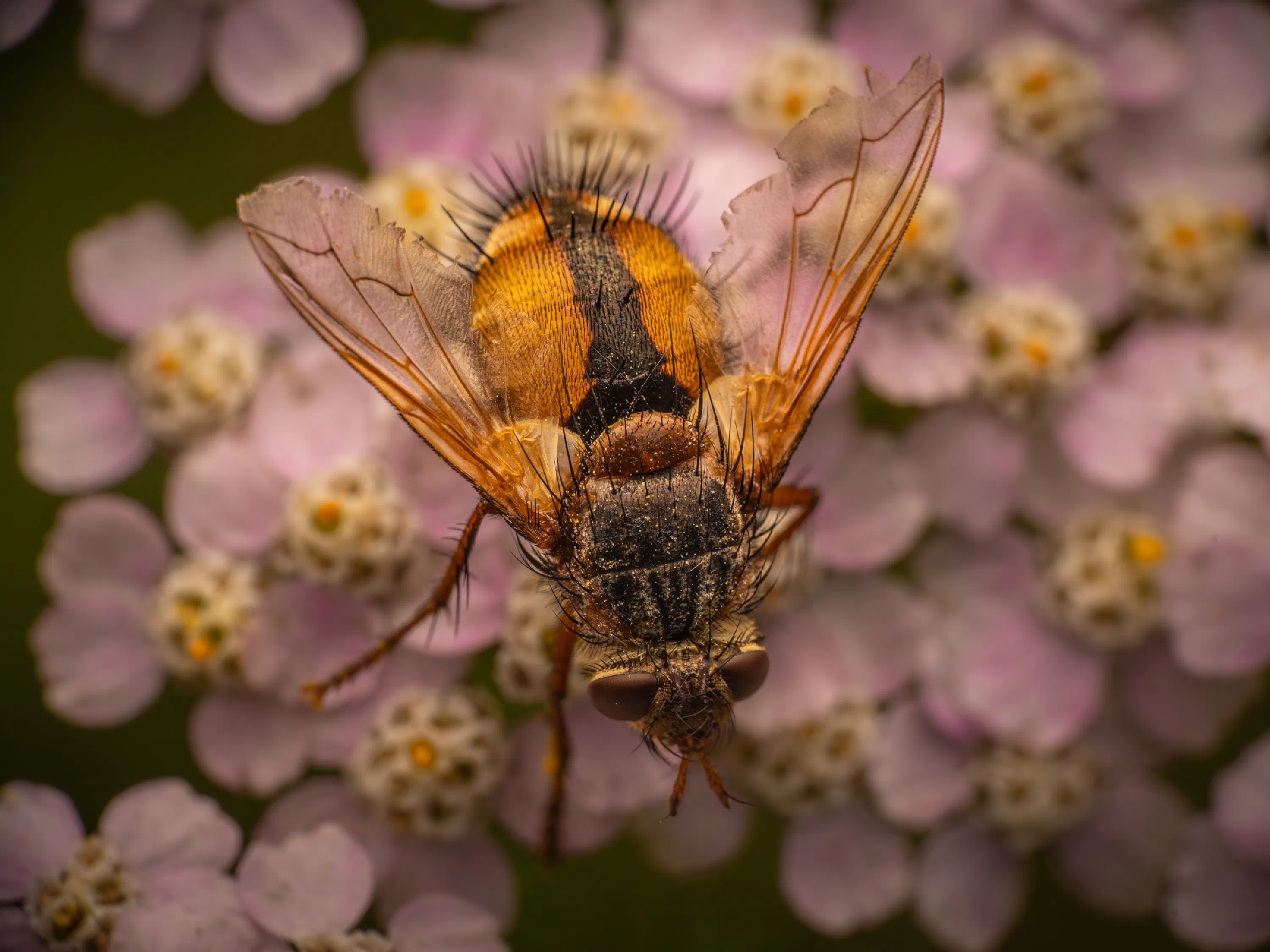 Tachina fera