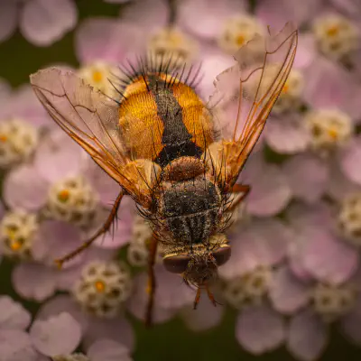 Igelfliege