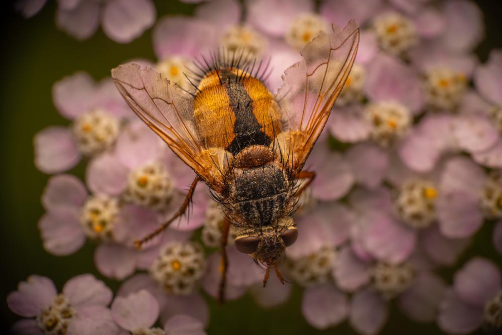 November 15, 2024 – Issue No. 455
– Issue No. 455: “Tachina fera“ Tachina fera