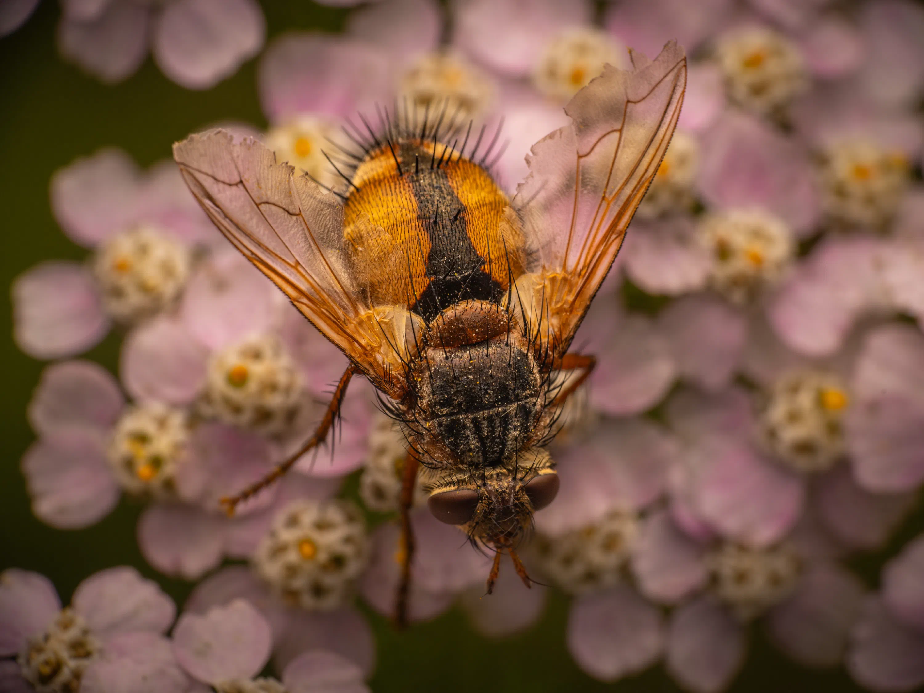 Tachina fera
