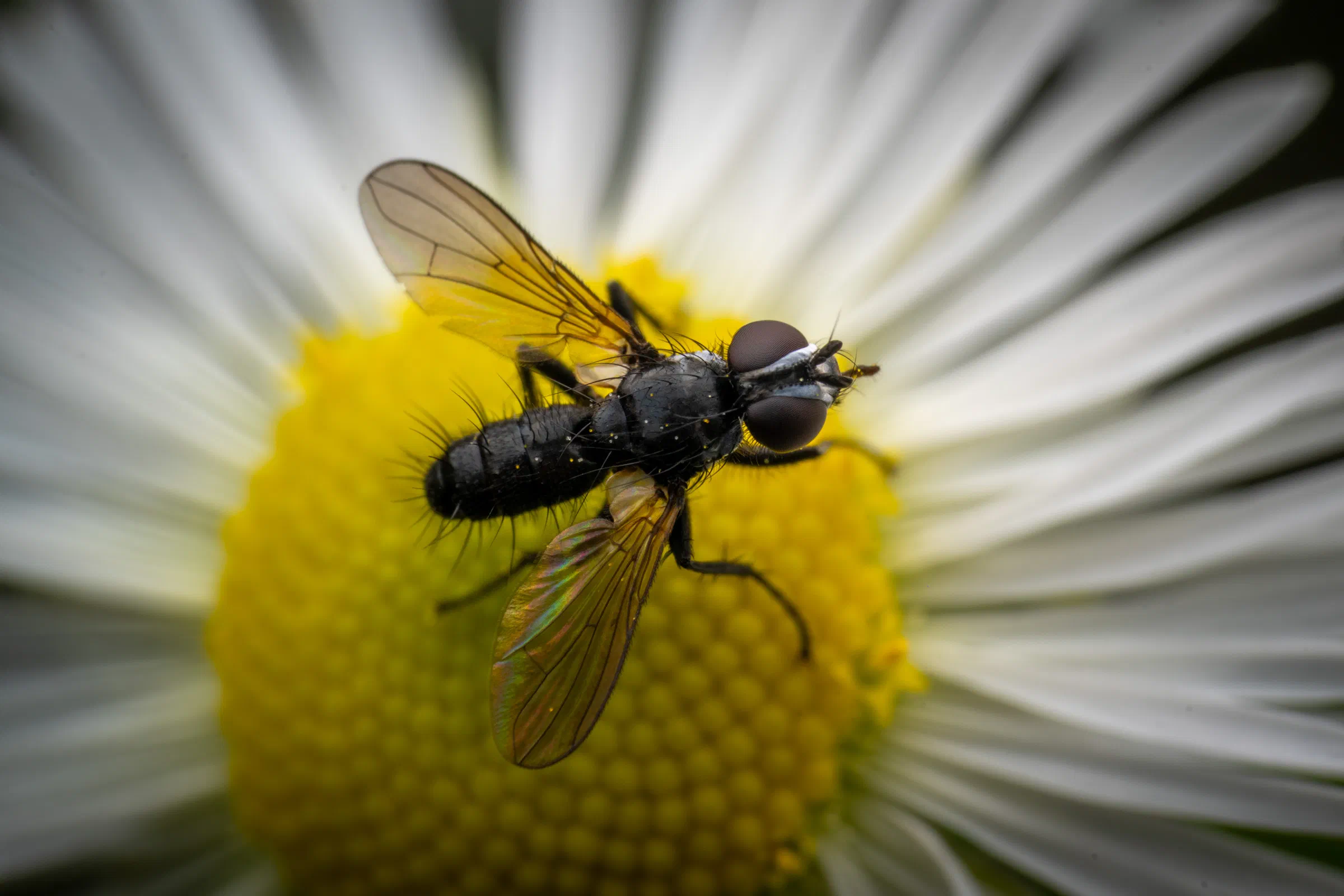 Phania funesta