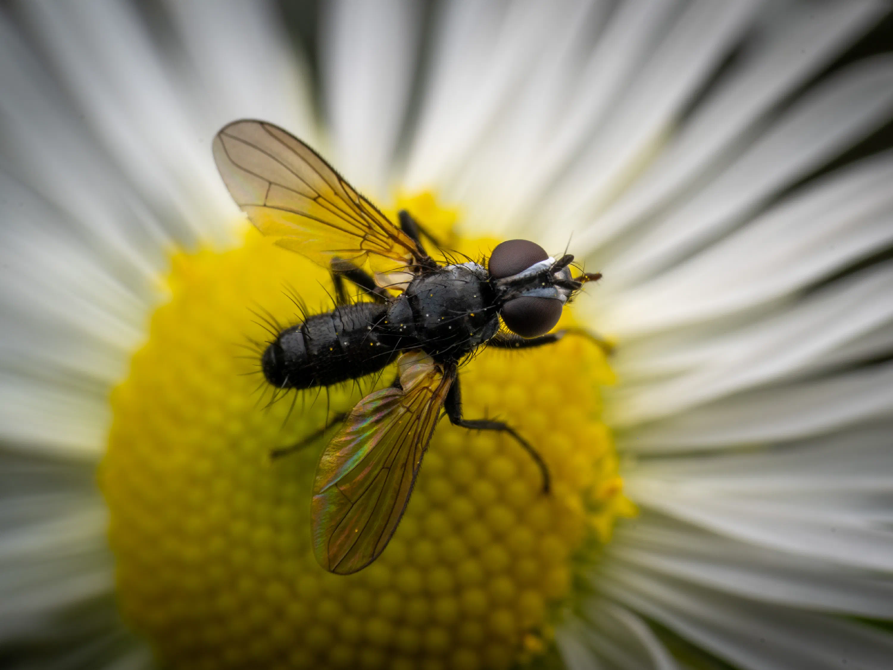 Phania funesta