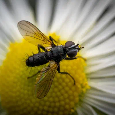 Phania funesta