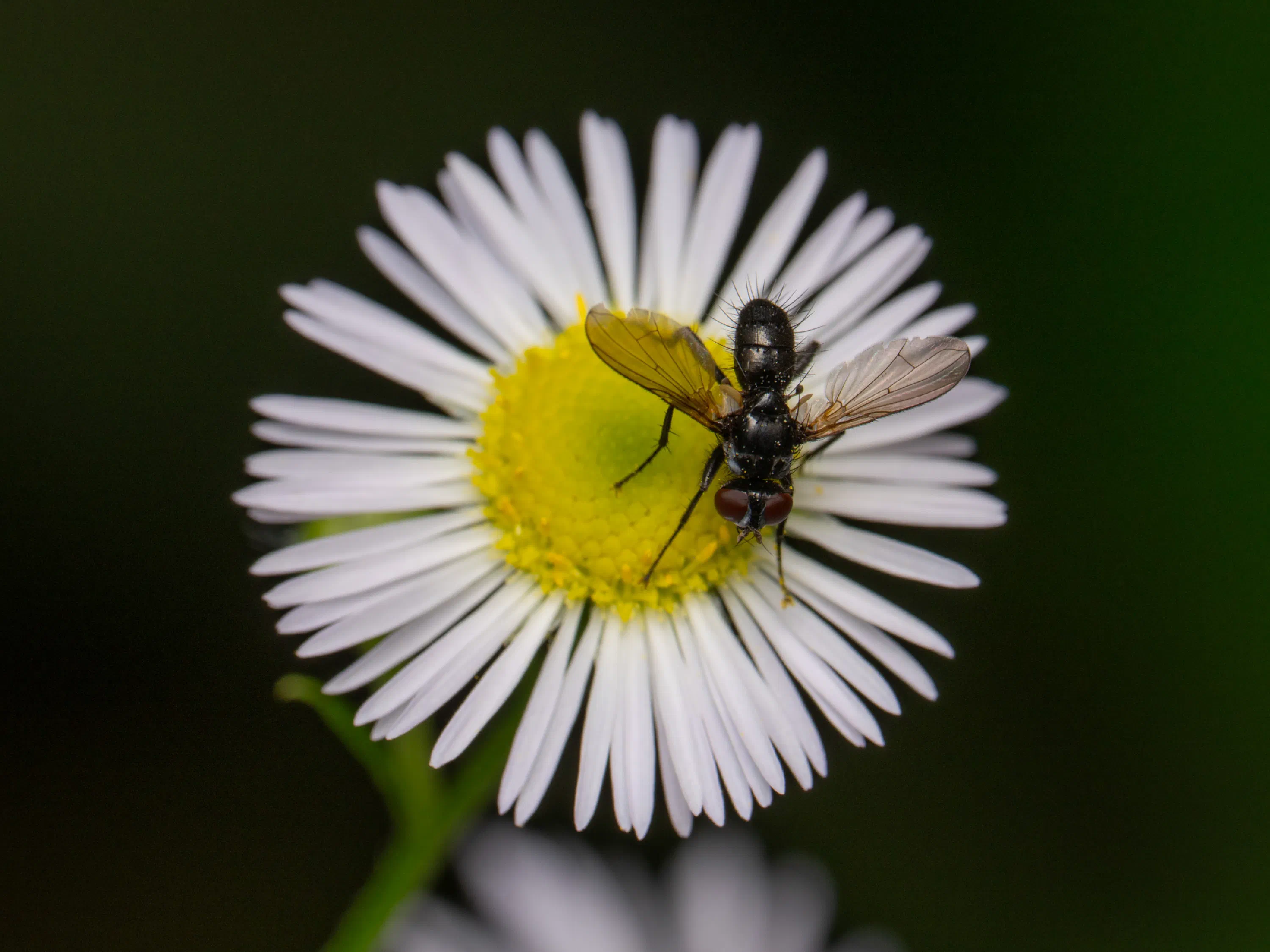 Phania funesta