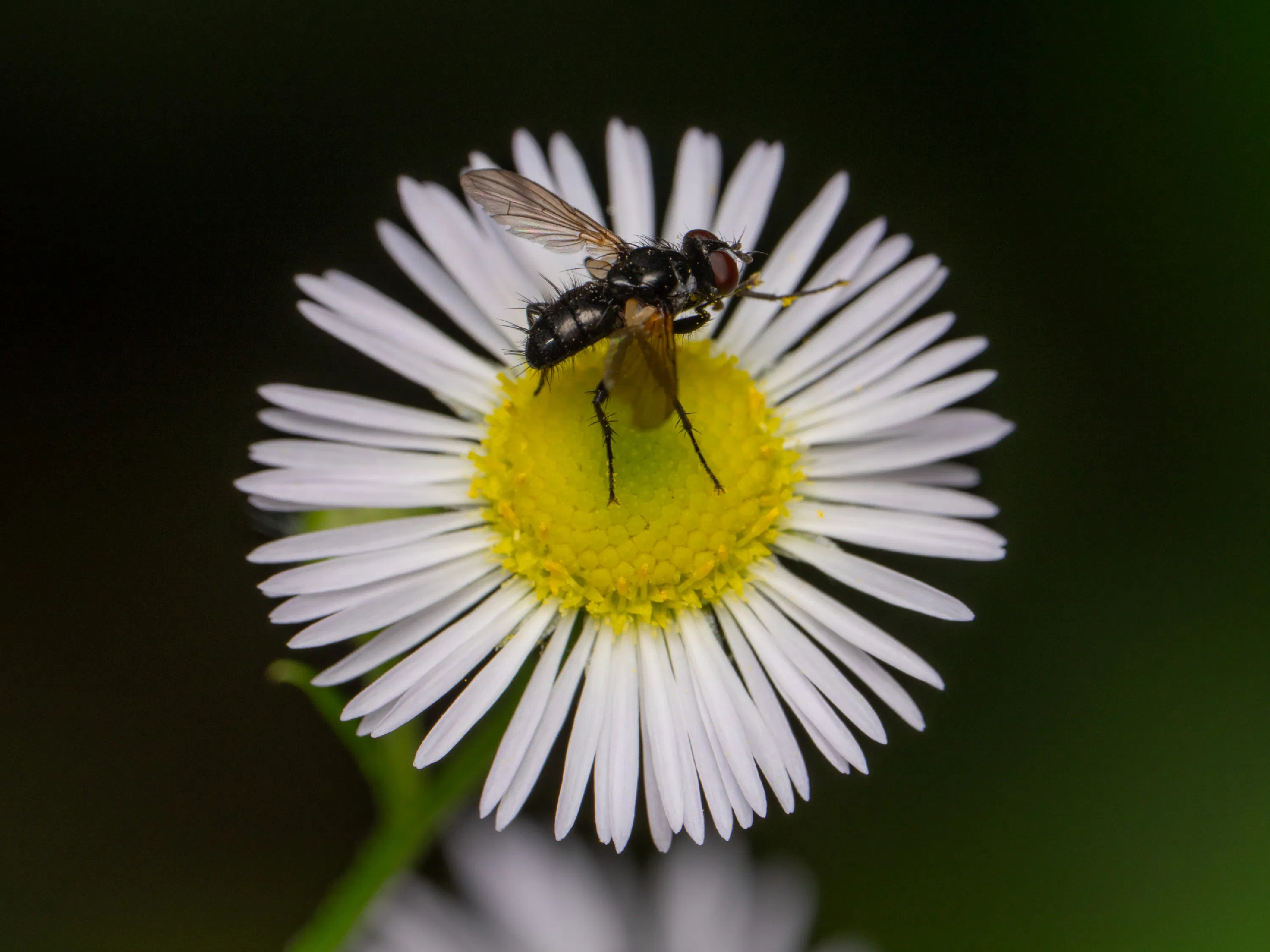 Phania funesta
