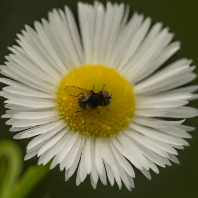 Phasia pusilla