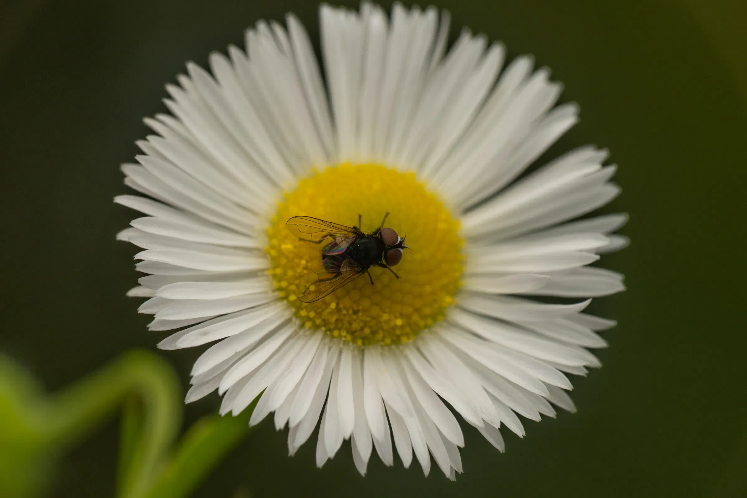 Phasia pusilla