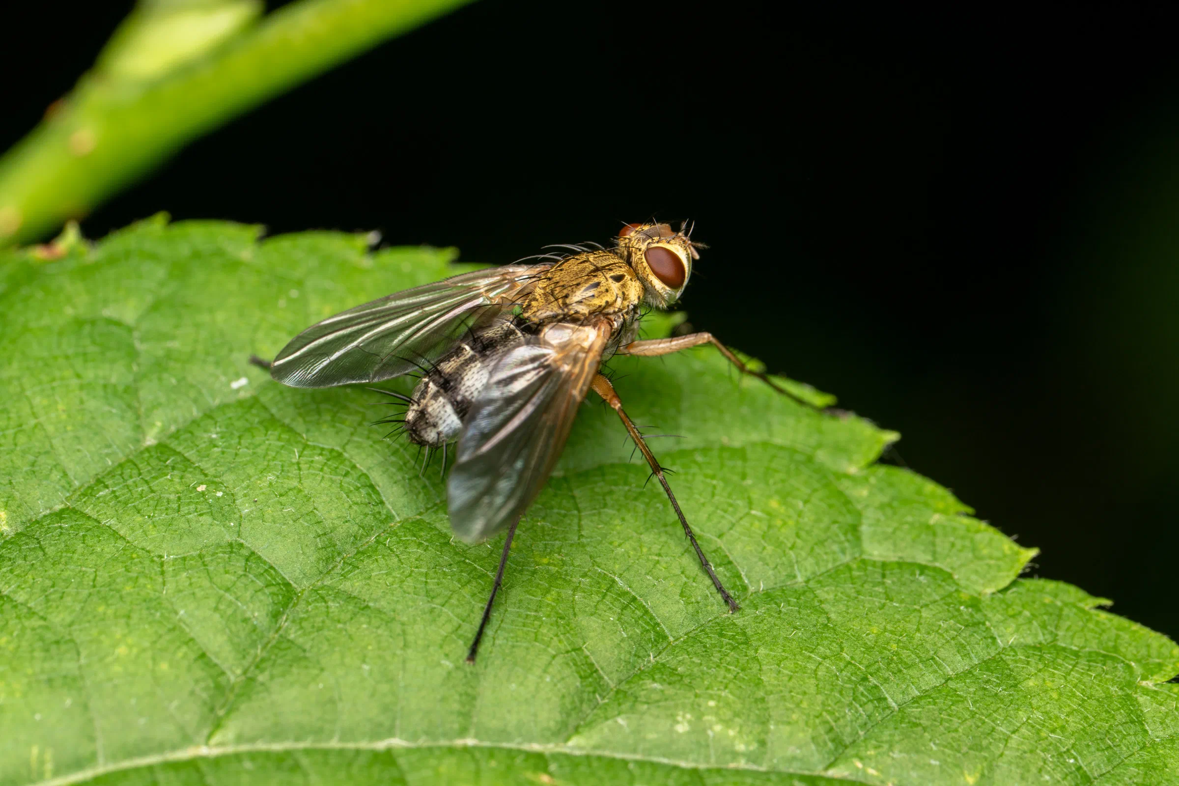 Moscas parasitoides – No. 2