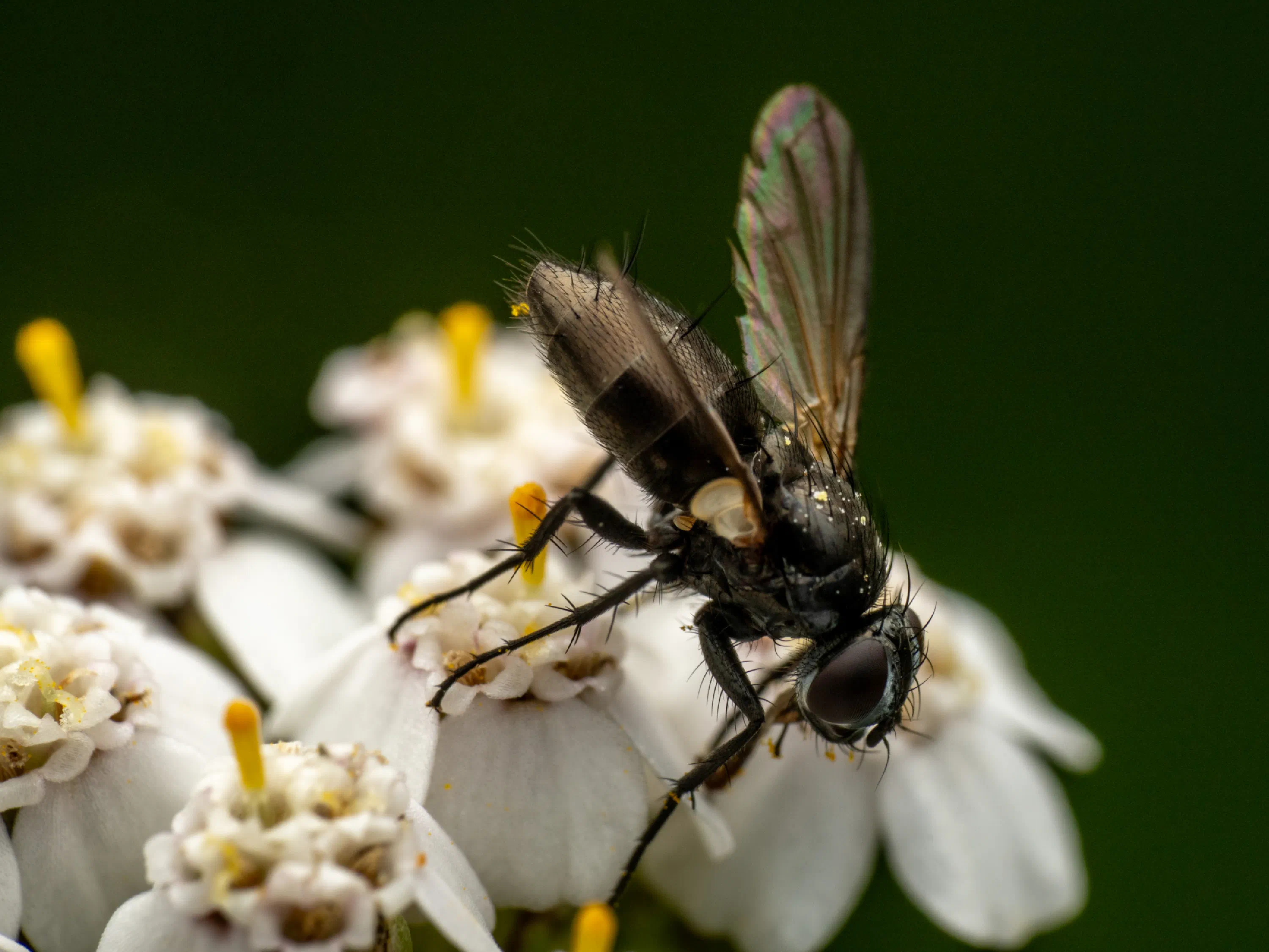 Zophomyia temula