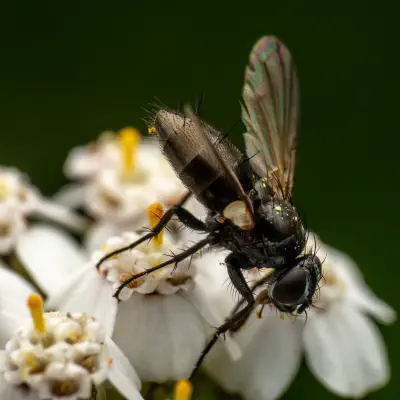 Zophomyia temula