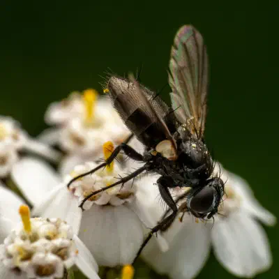 Zophomyia temula