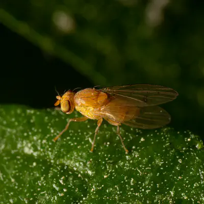 Suillia variegata