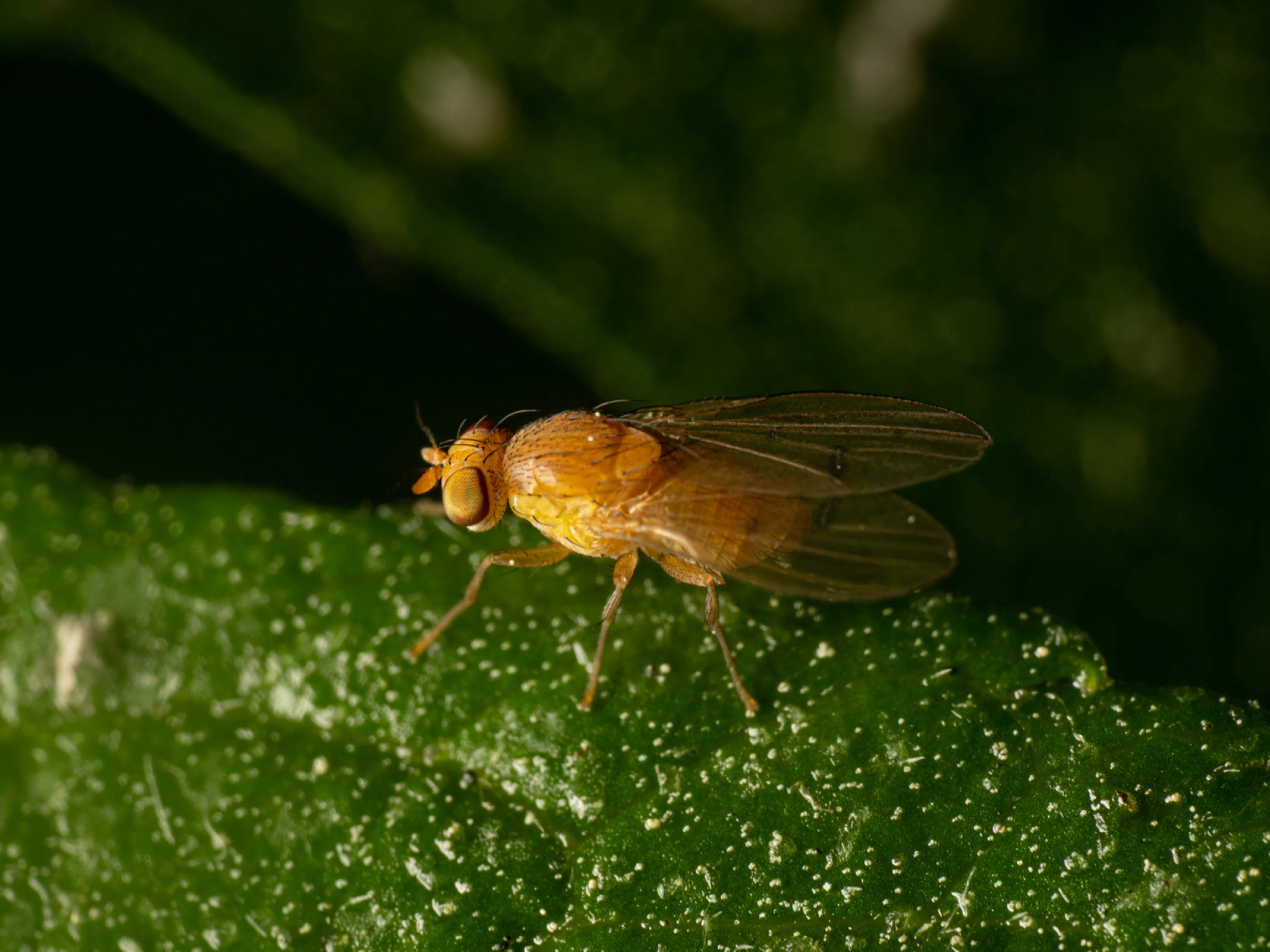Suillia variegata