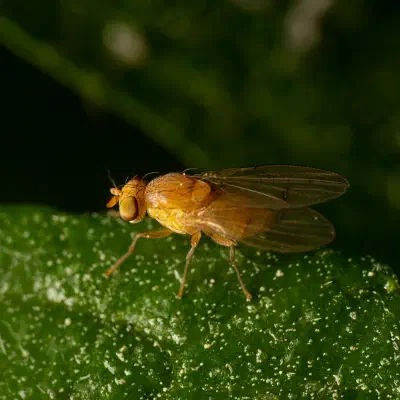 Suillia variegata