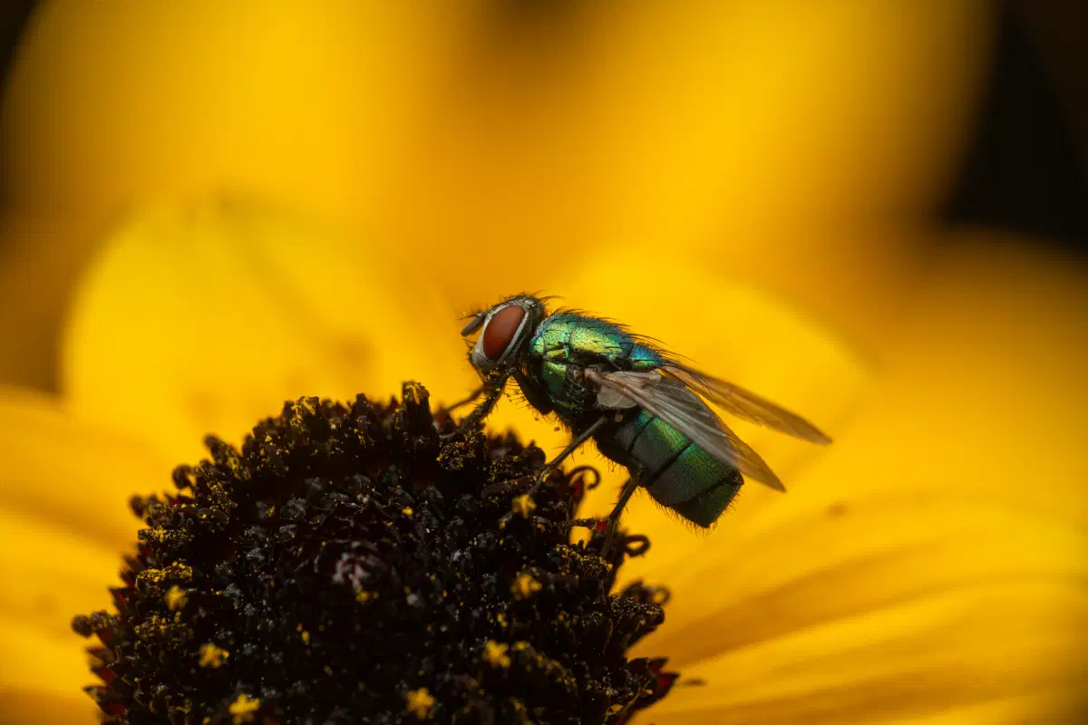 Common European Greenbottle Fly