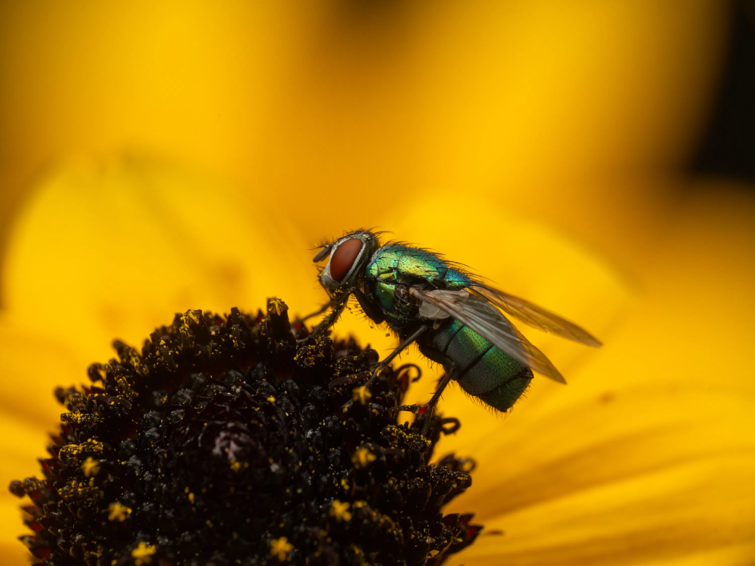 Mosca verde metálica