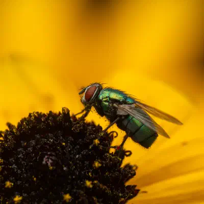 Common European Greenbottle Fly