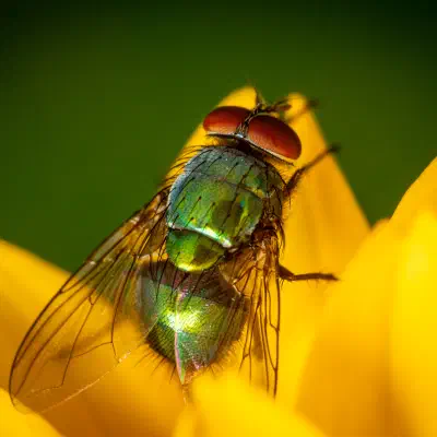Mosca verde metálica