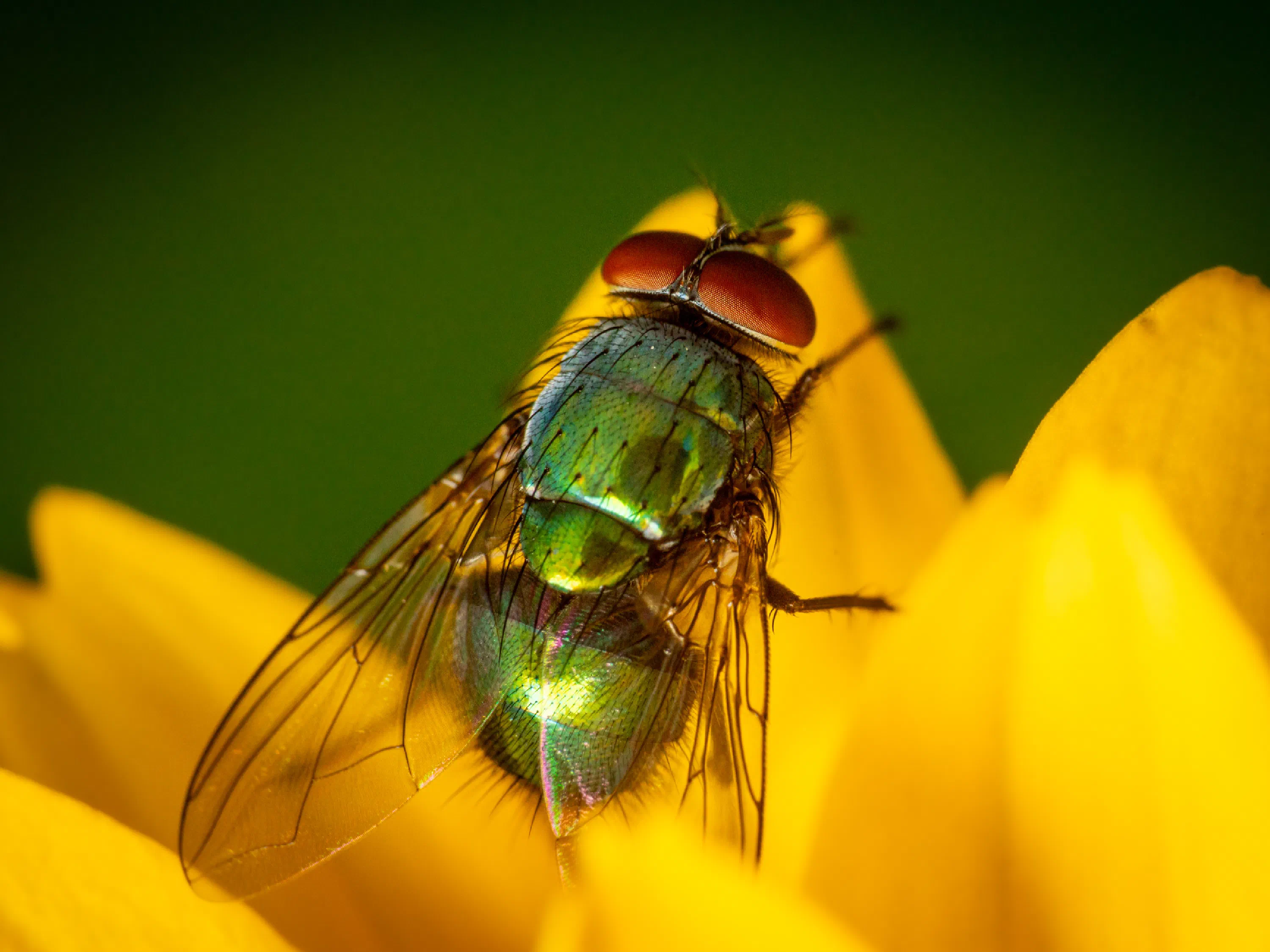 Mosca verde metálica